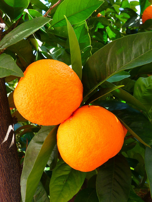 Appelsinolie: En Guide til Essentiel Citrusduftende Velvære