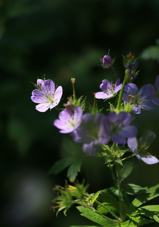 Opdag den magiske kraft i Geranium essentiel olie - Skønhed, sundhed og balance i én flaske!