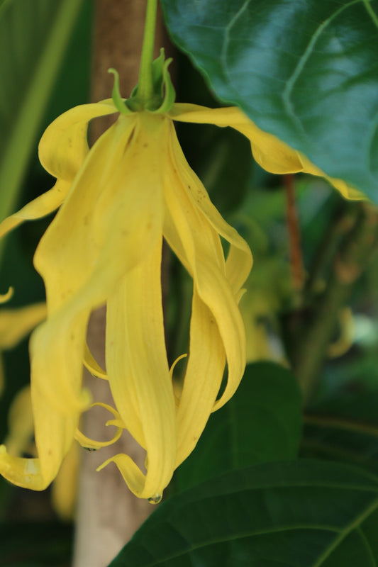 Opdag skønheden og fordelene ved Ylang Ylang essentiel olie